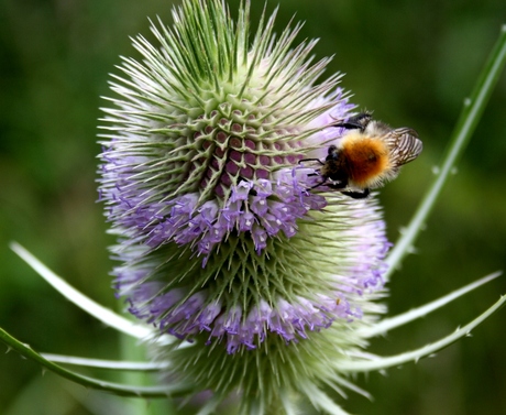 Distel .