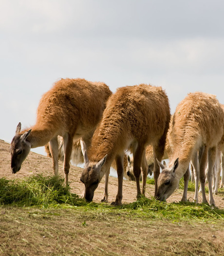 lekker gezamenlijk eten