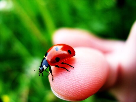 Lief beesje