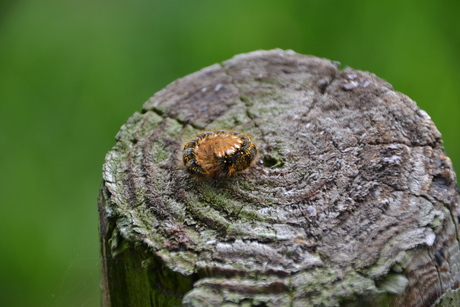 Grote ronde kleine ronde