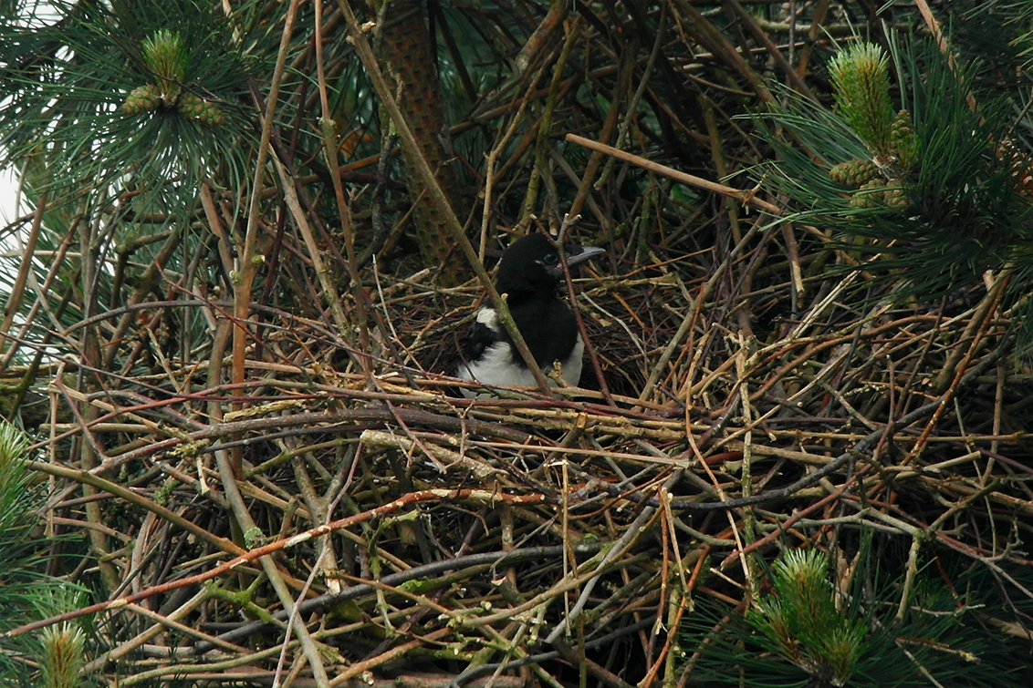 Jonge ekster in nest. - Jonge ekster in nest. - foto door john68 op 27-05-2014 - deze foto bevat: natuur, dieren, vogel, ekster