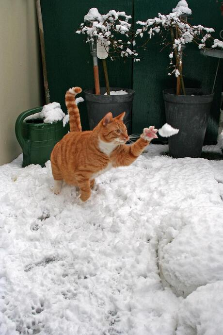 Lekker spelen in de sneeuw