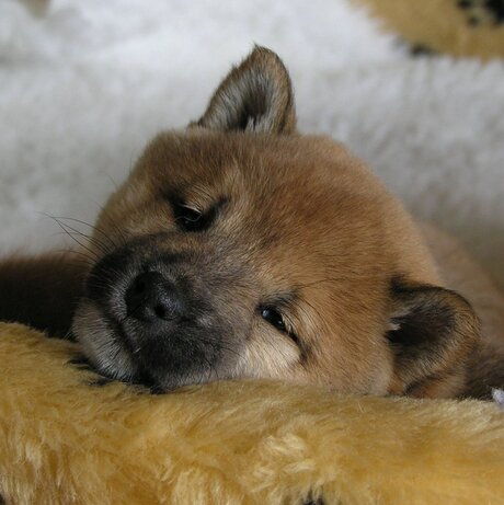 Ik ben zo moe, m'n oogjes vallen bijna dicht