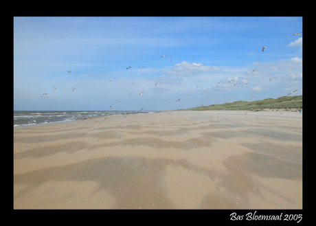 Kijk, vogeltjes