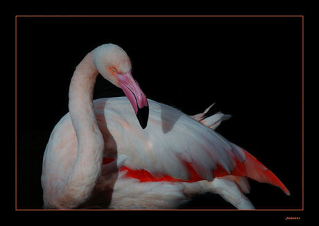 Flamingo