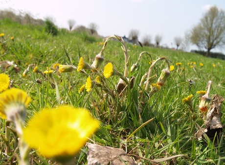 bossie bloemen