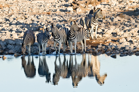 zebra reflection