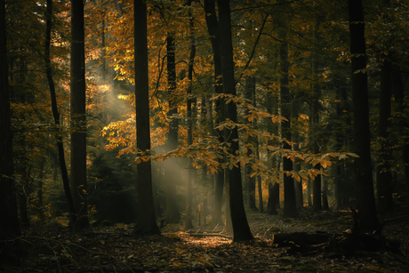 Forest light