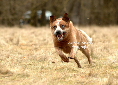 Australian Cattledog