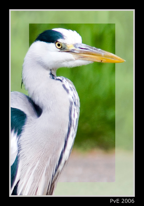 Reiger