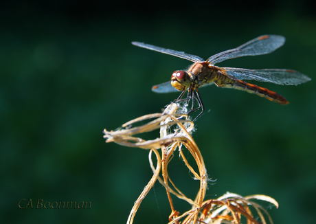 Dragonfly