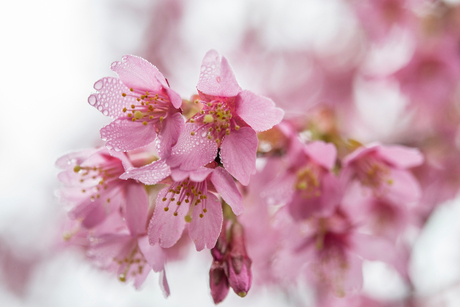 Prunus in de ochtendnevel