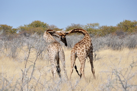 Giraffe- Ethosa NP, Namibië