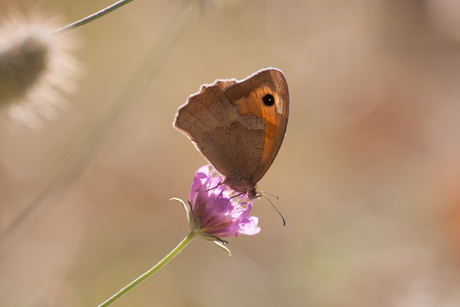 Vlinder op een paarse bloem..