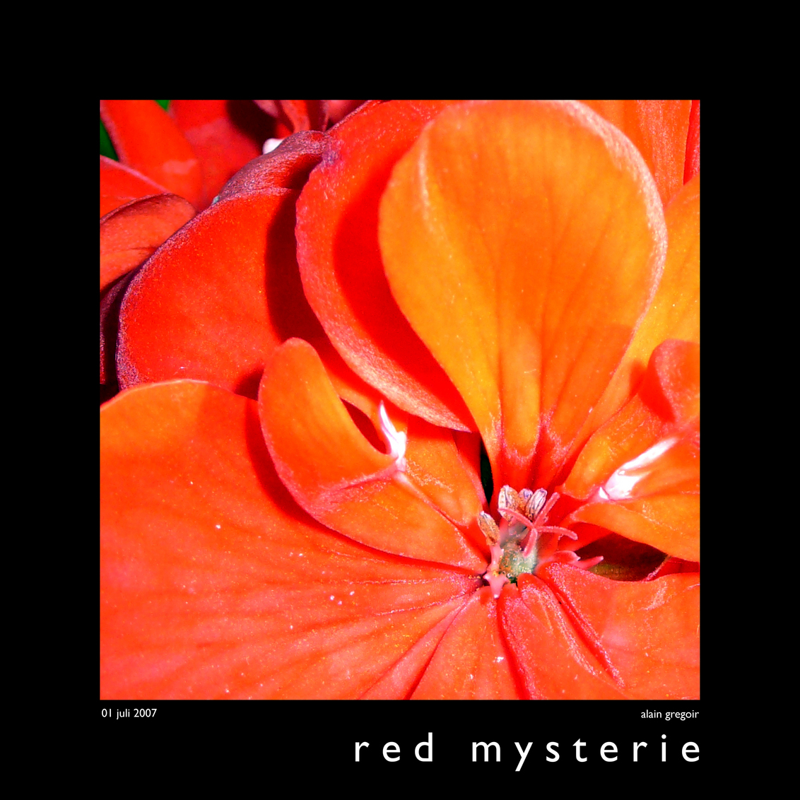 r e d m y s t e r i e - Ik hou niet van geraniums maar toch kon ik de verleiding niet weerstaan om wat beelden te maken. Red in red had net zogoed de titel kunnen zijn... Gr - foto door AGR5119 op 02-07-2007 - deze foto bevat: red