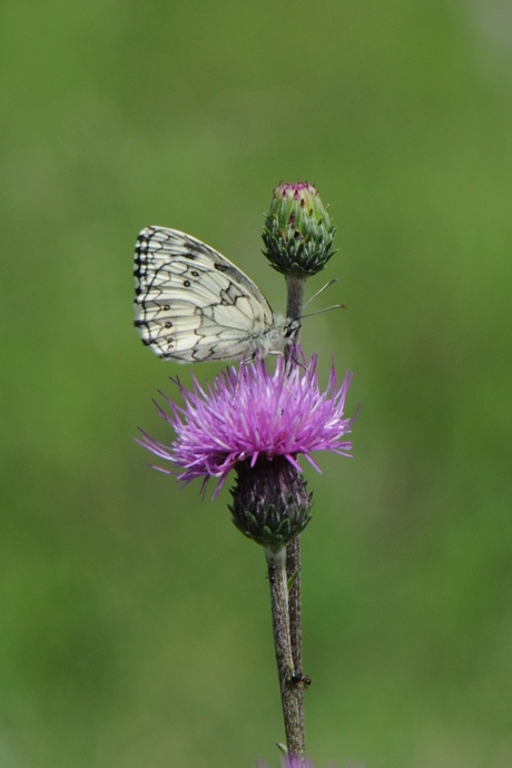 vlinder in de Jura