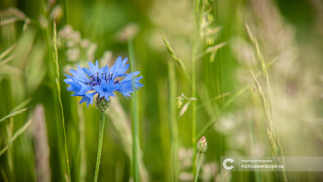 Korenbloem in het veld