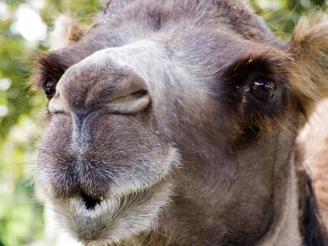 Fluitende kameel