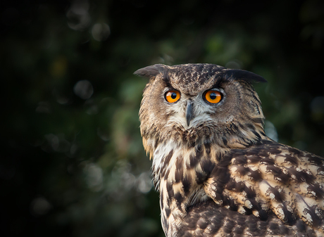 Hallo meneer de uil