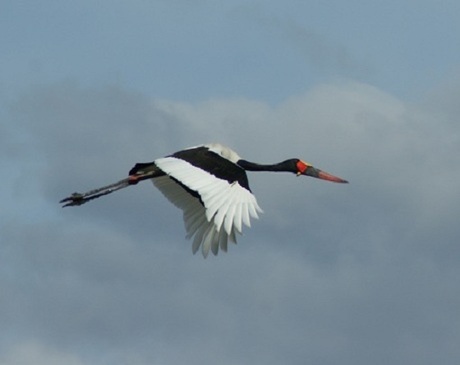 Saddle billed stork in vlucht