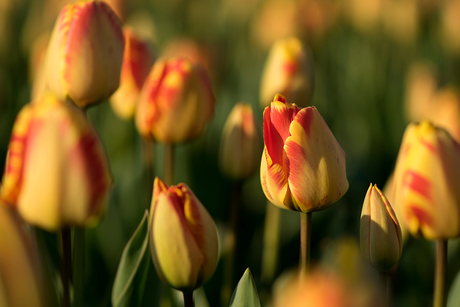 Tulpen