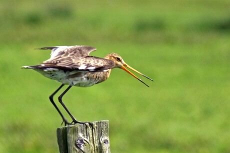 Rust in Terschelling