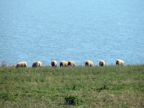 Sheeps @ sea