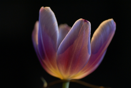 tulip in the spotlight