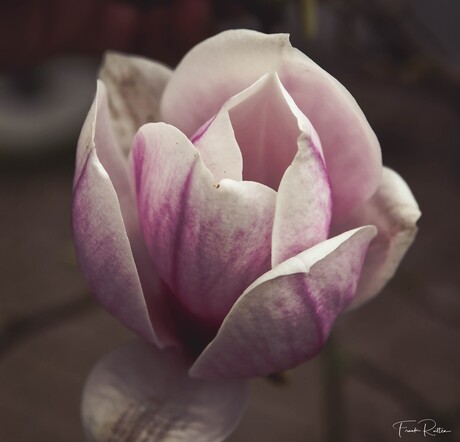 magnolia in de avond