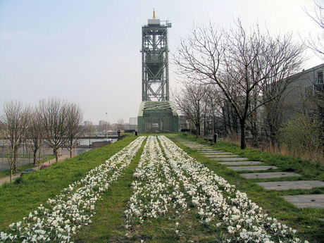 bloemen op het talud