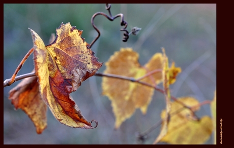 wijnrank in herfsttinten