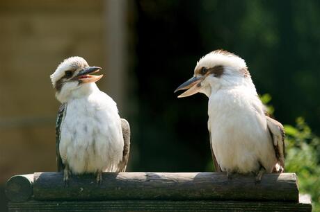 lachvogels