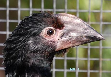 Jonge neushoornvogel