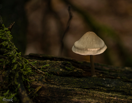 Hele kleine paddenstoel