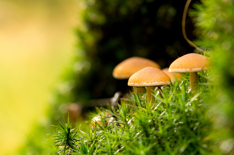 Brown Red Slim Amanita