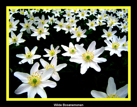 Wilde bos Anemonen