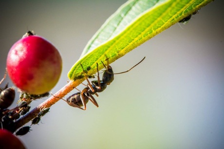 Ant in the light