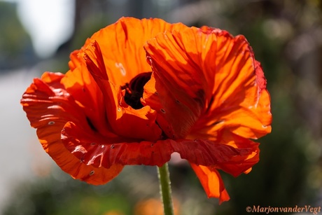 Oranje boven