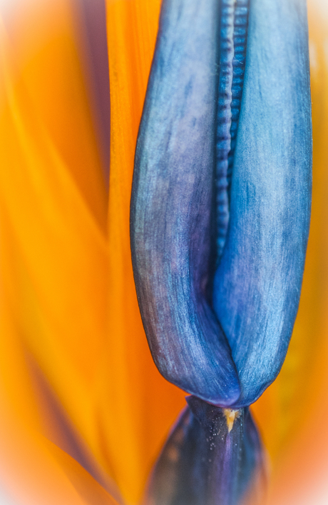 Strelitzia, close-up