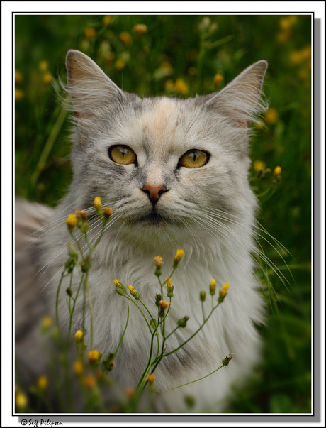 maincoonpoes in het groen