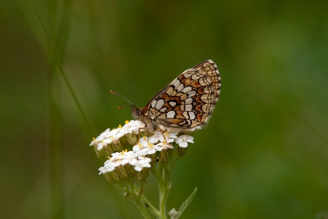 Bosparelmoer vlinder
