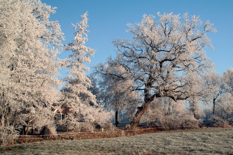 Witte bomen