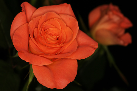 Rozen oranje