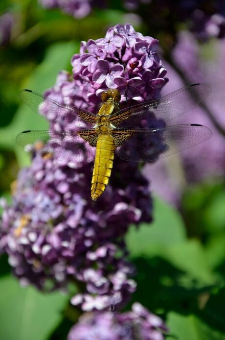 Libelle