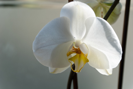 Orchidee in het raamkozijn