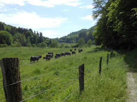 Koeien met kalfjes in Luxembourg.