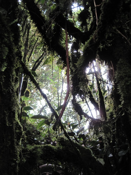 Mossy Forest - Maleisië