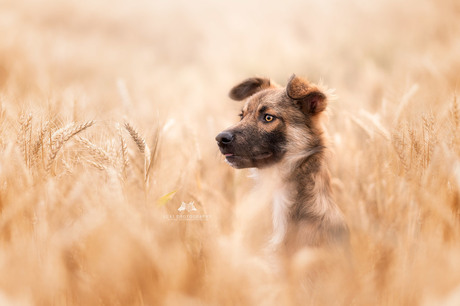 rescue dog Loki