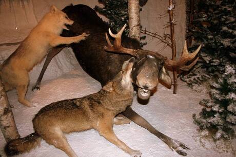 zielig vandaar geen eland.