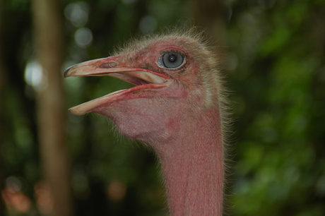 Struisvogel Hanoi
